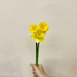 NARCISSUS