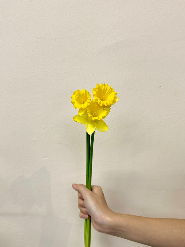 NARCISSUS