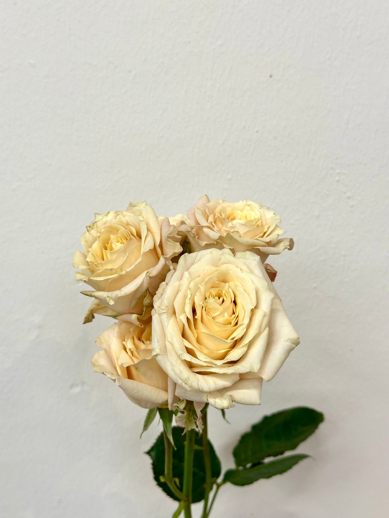 SPRAY ROSE QUICKSAND