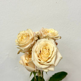 SPRAY ROSE QUICKSAND