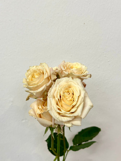 SPRAY ROSE QUICKSAND