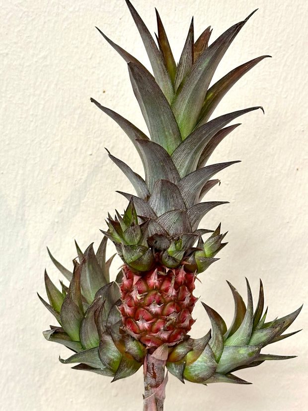 SMALL PINEAPPLE