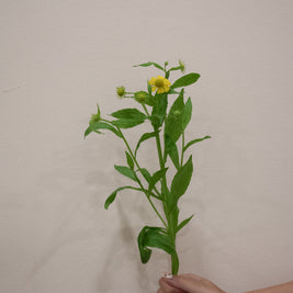 HELENIUM TWEETY