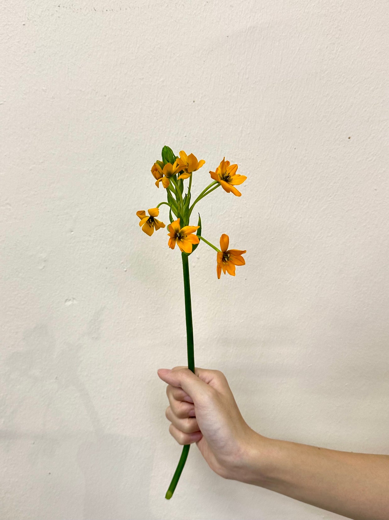 ORNITHOGALUM ORANGE