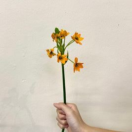 ORNITHOGALUM ORANGE
