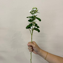 OXYPETALUM WHITE