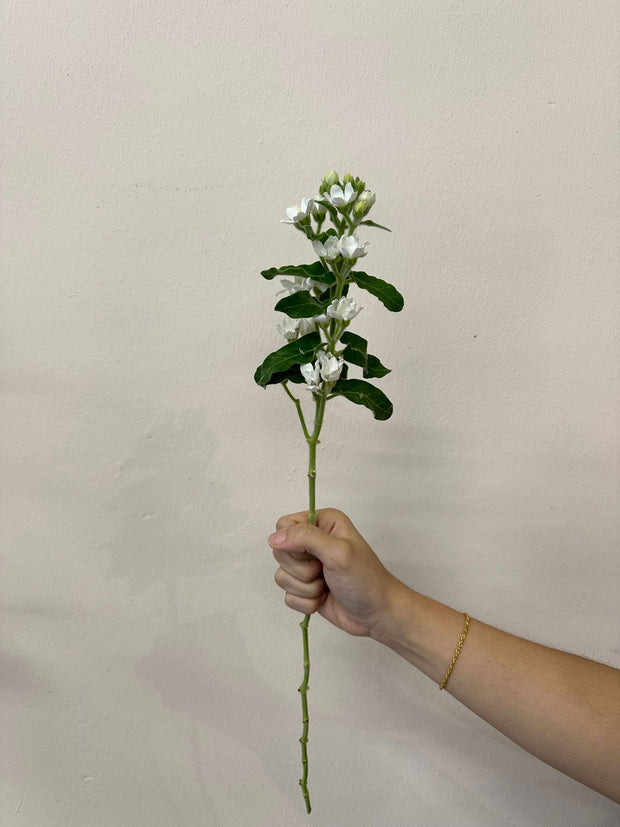 OXYPETALUM WHITE