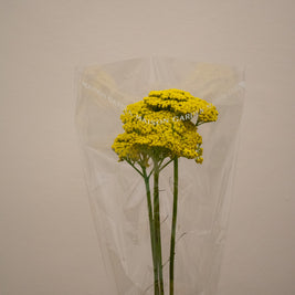 ACHILLEA PARKERS VARIETY