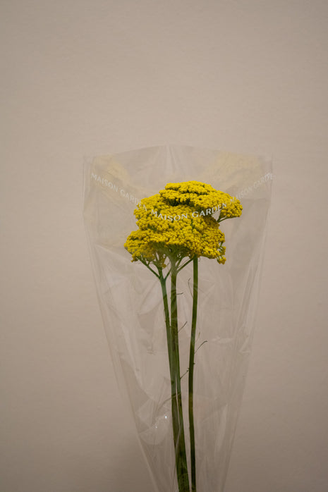 ACHILLEA PARKERS VARIETY