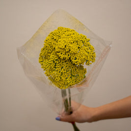 ACHILLEA PARKERS VARIETY