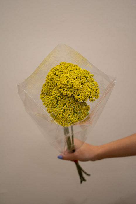 ACHILLEA PARKERS VARIETY
