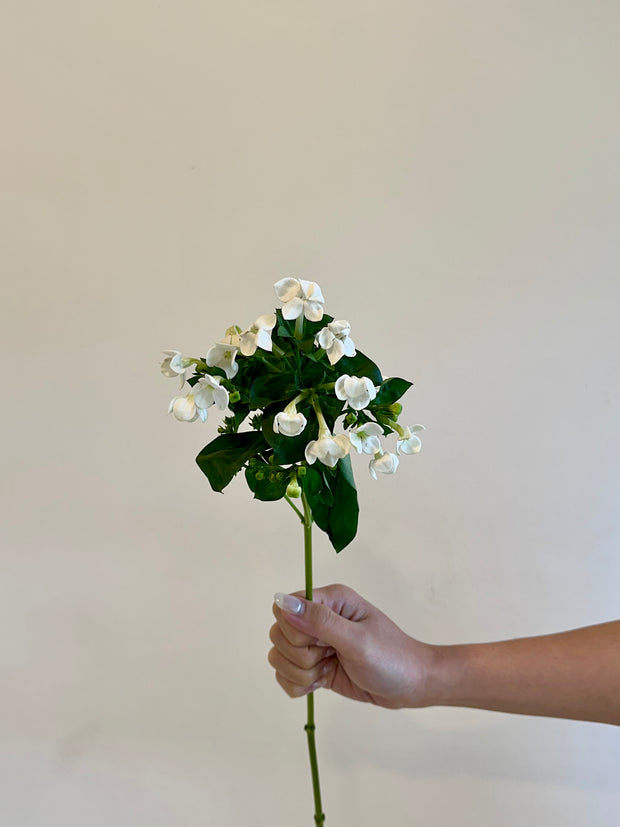 BOUVARDIA WHITE