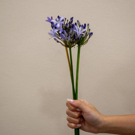 AGAPANTHUS URI BLUE