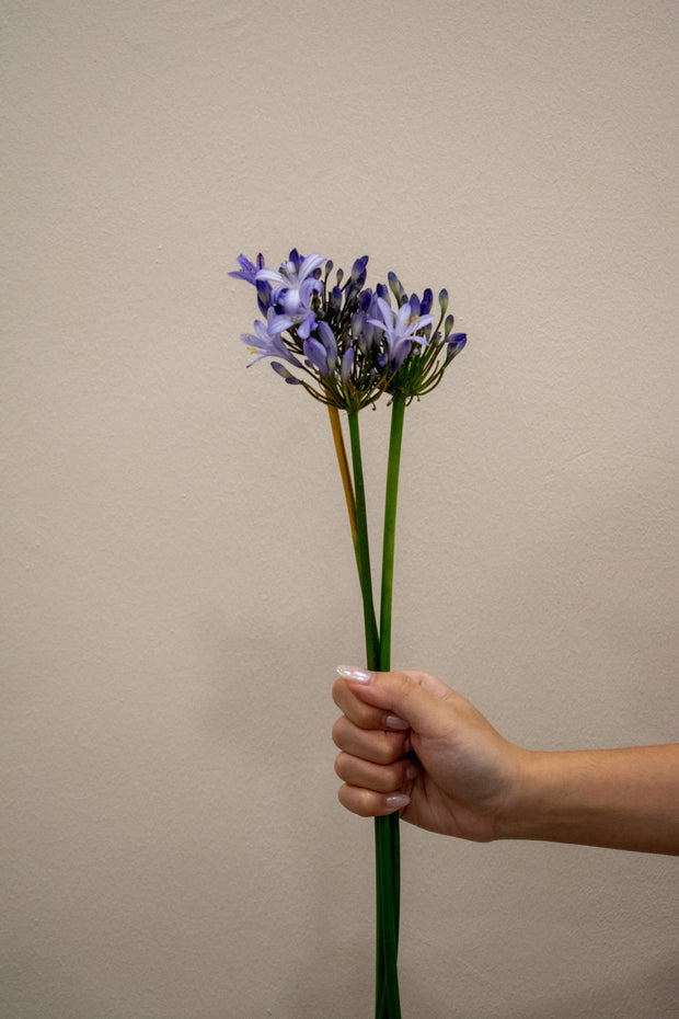 AGAPANTHUS URI BLUE