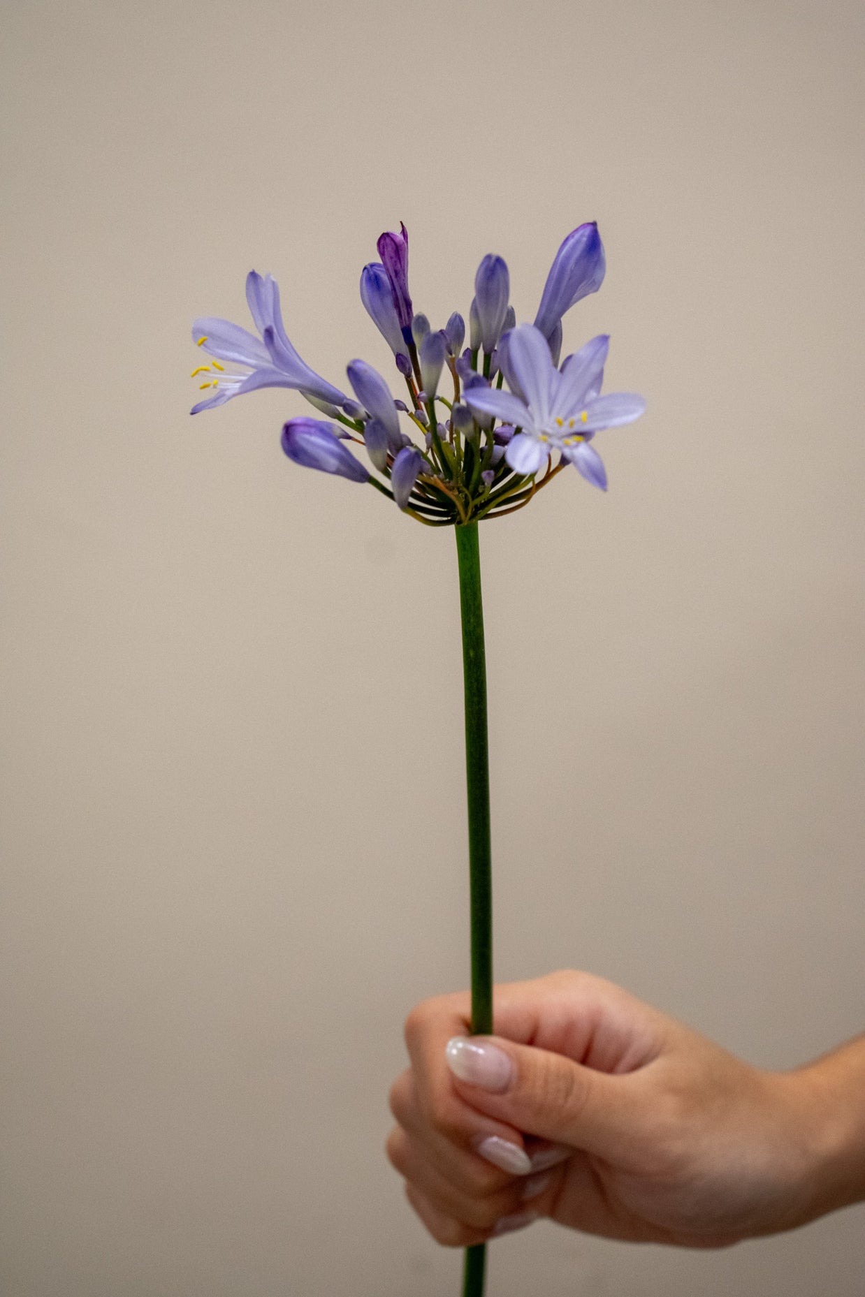 AGAPANTHUS URI BLUE