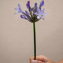 AGAPANTHUS URI BLUE
