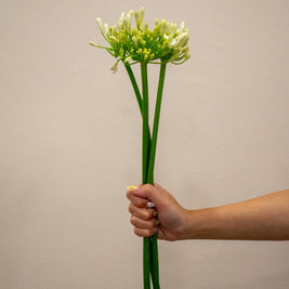 AGAPANTHUS WHITE GLETSJER