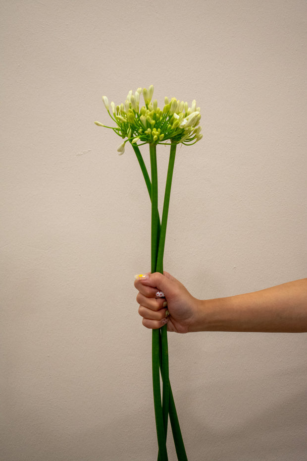 AGAPANTHUS WHITE GLETSJER