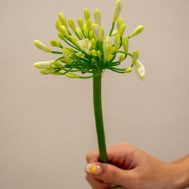 AGAPANTHUS WHITE GLETSJER