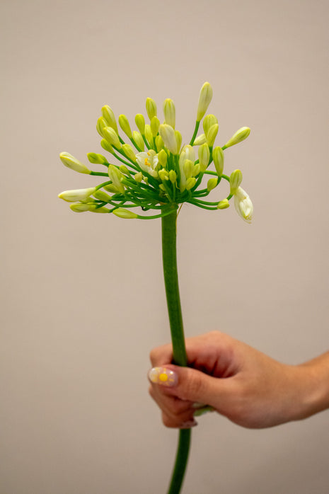 AGAPANTHUS WHITE GLETSJER