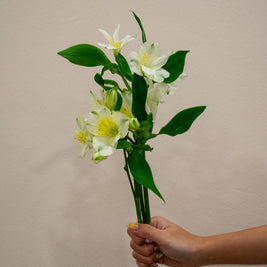ALSTROEMERIA GIGI CREAM