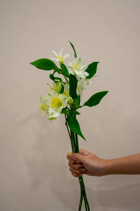 ALSTROEMERIA GIGI CREAM