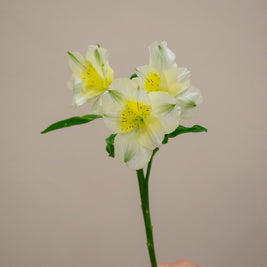 ALSTROEMERIA GIGI CREAM