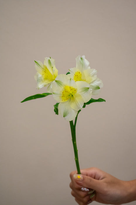 ALSTROEMERIA GIGI CREAM