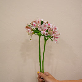 ALSTROEMERIA PANORAMA