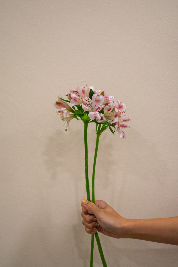 ALSTROEMERIA PANORAMA