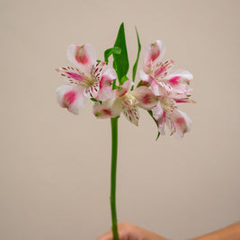 ALSTROEMERIA PANORAMA