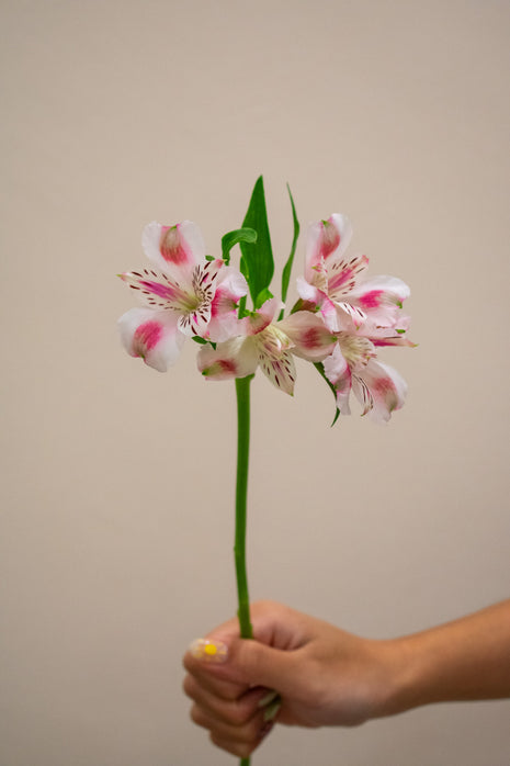ALSTROEMERIA PANORAMA