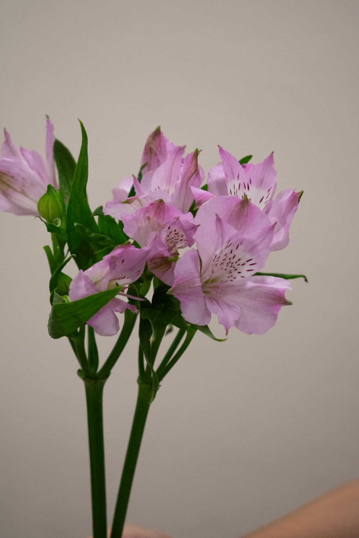 ALSTROMERIA LAYLA