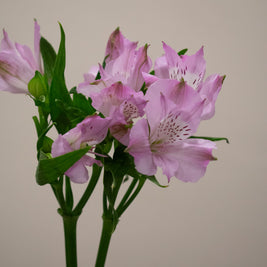 ALSTROMERIA LAYLA