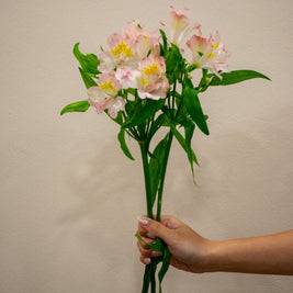 ALSTROMERIA TRUE DREAM