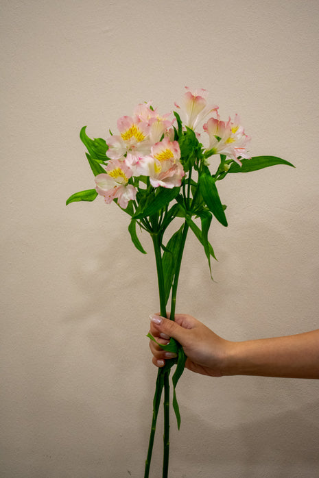 ALSTROMERIA TRUE DREAM