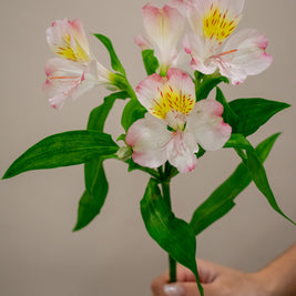 ALSTROMERIA TRUE DREAM