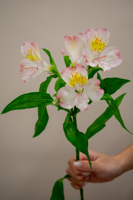 ALSTROMERIA TRUE DREAM