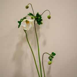 ANEMONE JAPONICA WHITE