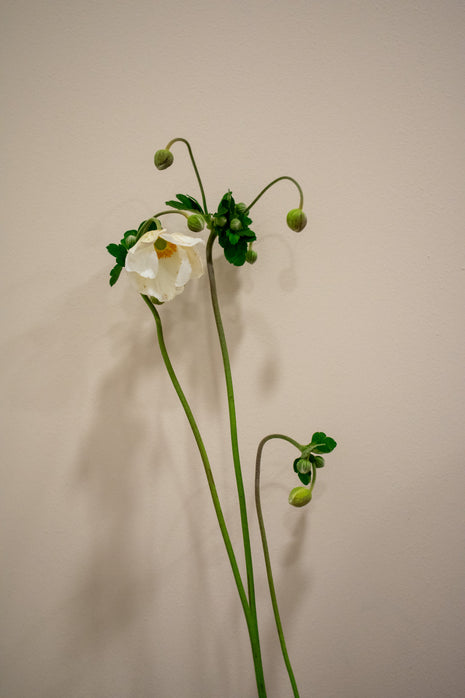 ANEMONE JAPONICA WHITE