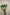 ANEMONE JAPONICA WHITE
