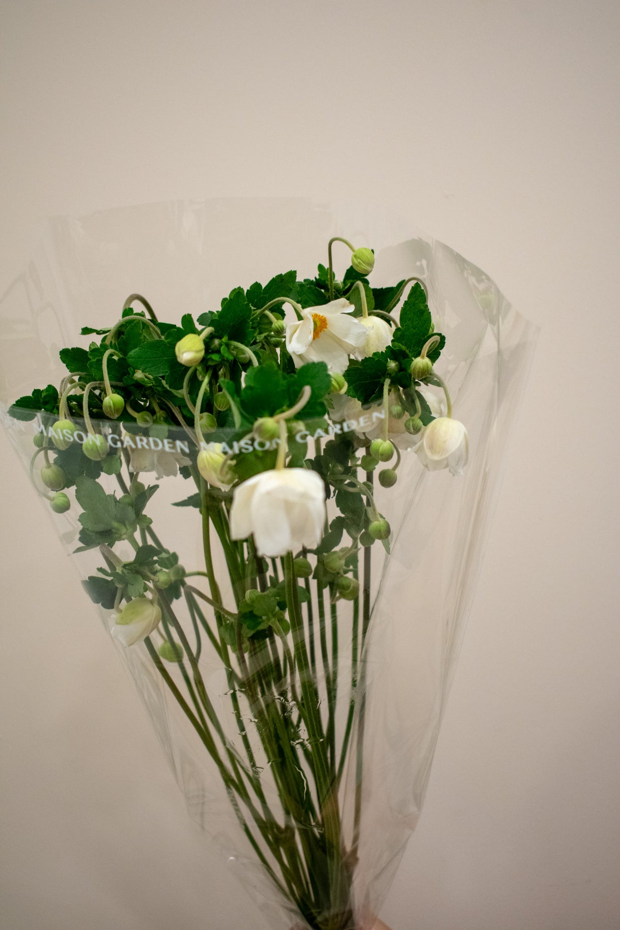 ANEMONE JAPONICA WHITE