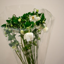 ANEMONE JAPONICA WHITE