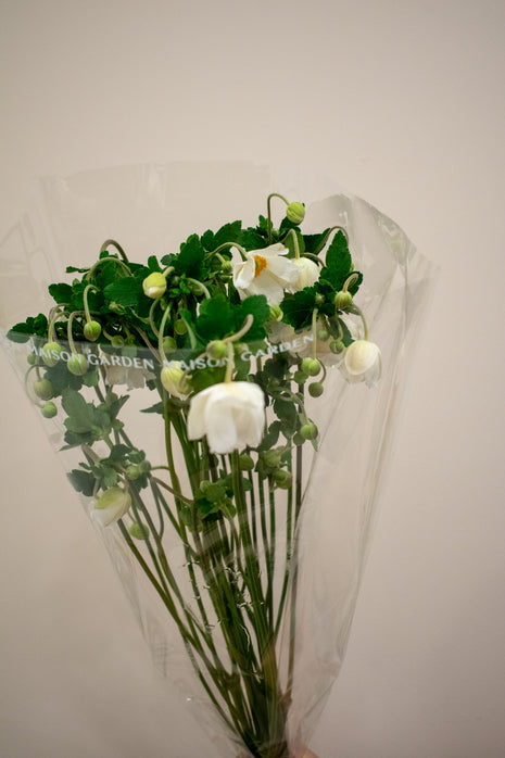 ANEMONE JAPONICA WHITE