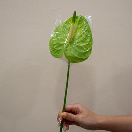 ANTHURIUM GREEN