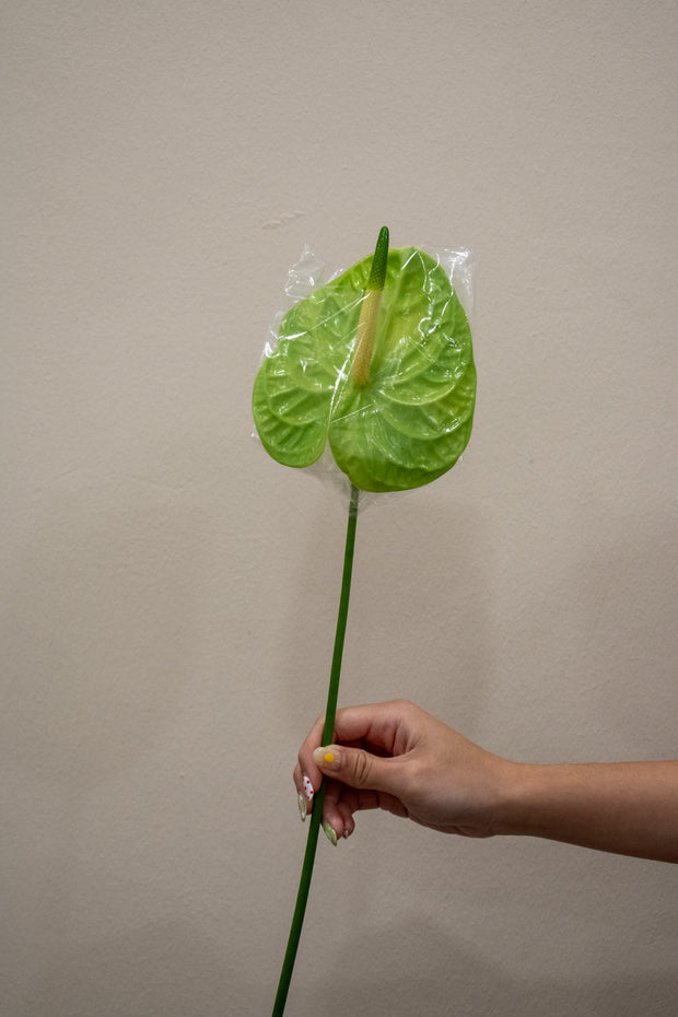 ANTHURIUM GREEN