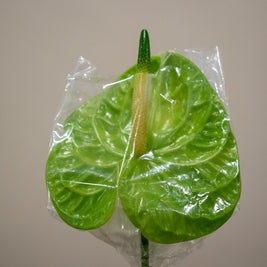 ANTHURIUM GREEN