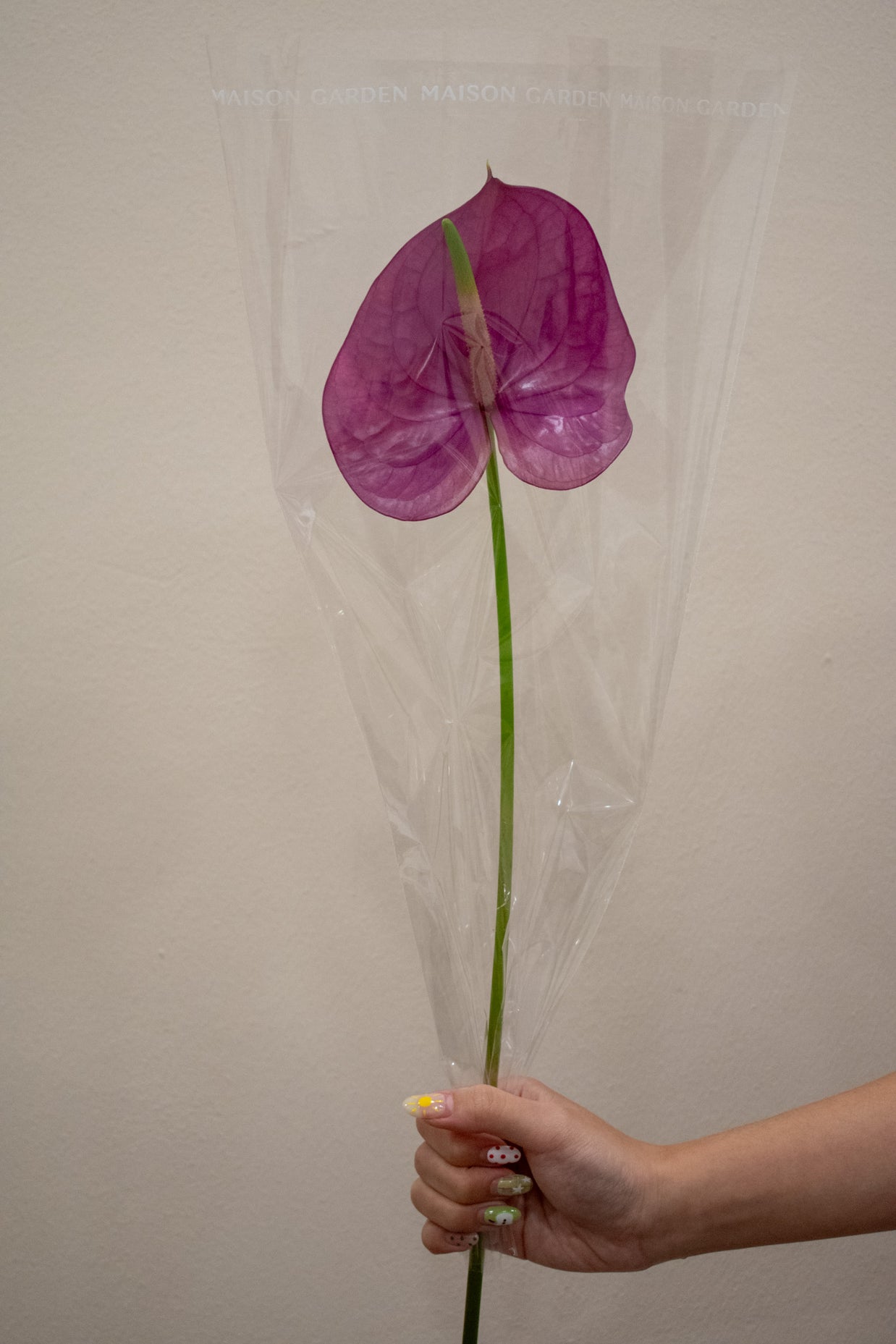 ANTHURIUM KALEO