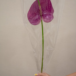 ANTHURIUM KALEO