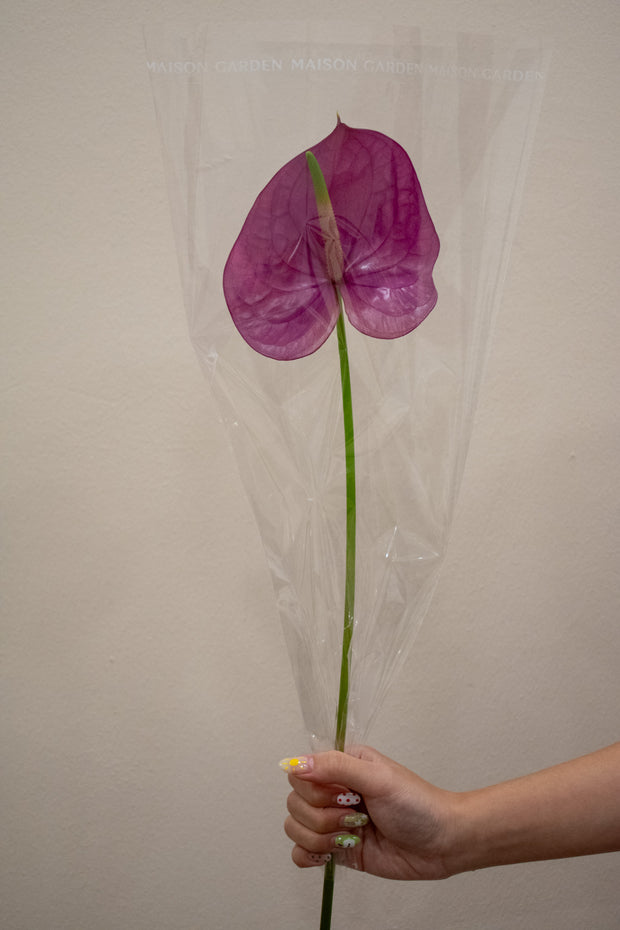 ANTHURIUM KALEO